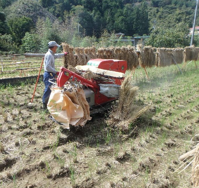 お米の収穫 脱穀作業